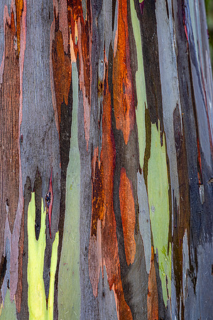 Rainbow Eucalyptus #3
