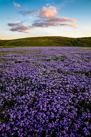 Last Light Over Phacelia Patch, Carrizo Palin NM