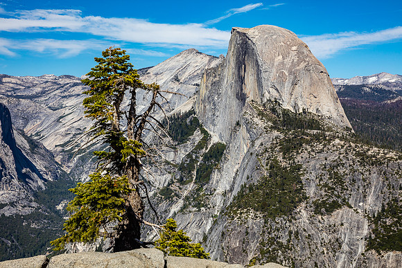 Half Dome & Pine