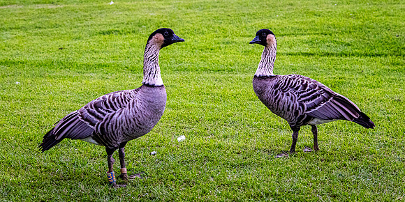 Nene Pair, Princeville, Kauai