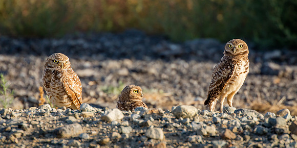 Comcerned Mom, Burrowing Owls