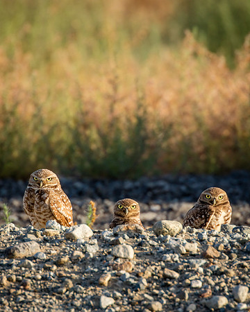 Alert Family, Burrowing Owls