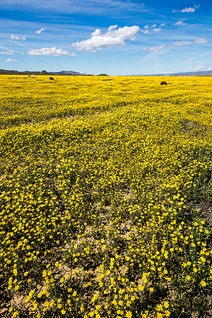 Yellow Wash, Carrizo Plain NM
