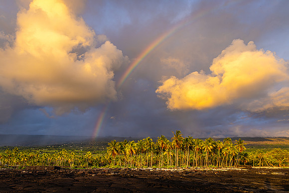 Palm Tree Paradise, Hawaii