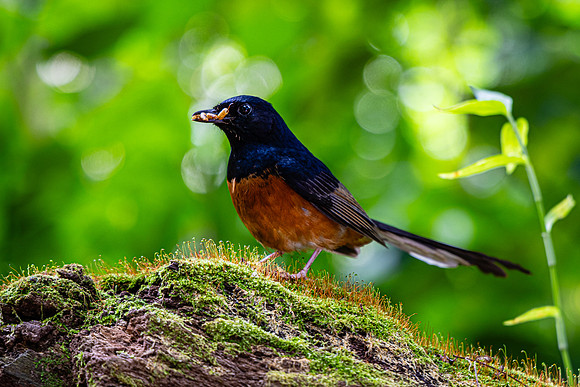White-Rumped Shama, Kauai
