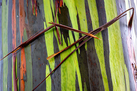 Rainbow Eucalyptus #4