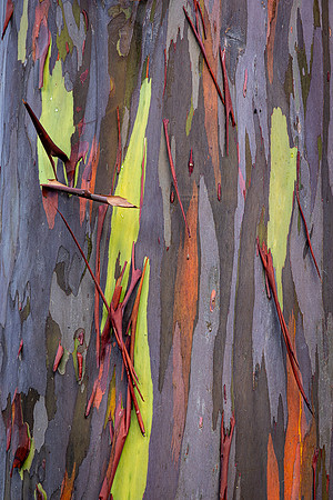 Rainbow Eucalyptus #2