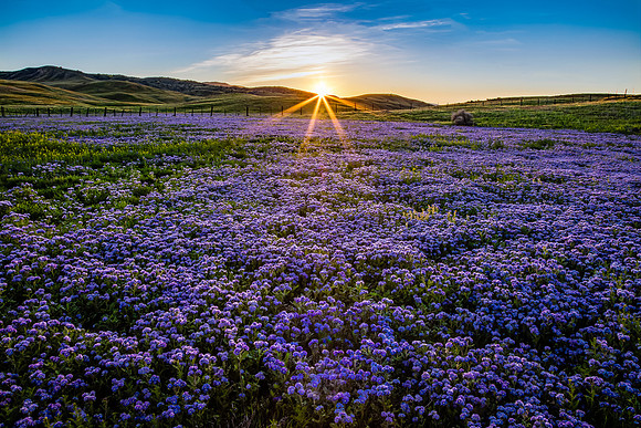 Valley Phacelia Patch, Carrizo Plain NM
