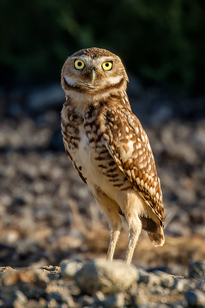 Standing Tall, Burrowing Owl