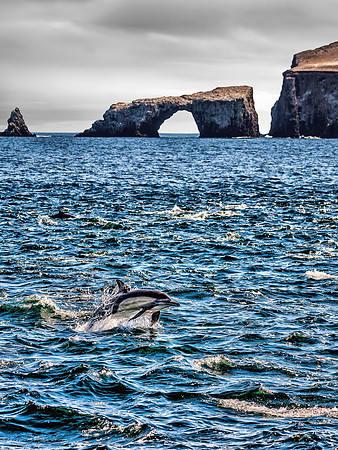 Arch Rock Dolphin