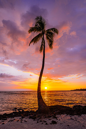 Single Palm at Sunset, Hawaii