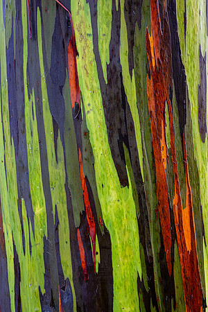 Rainbow Eucalyptus #5