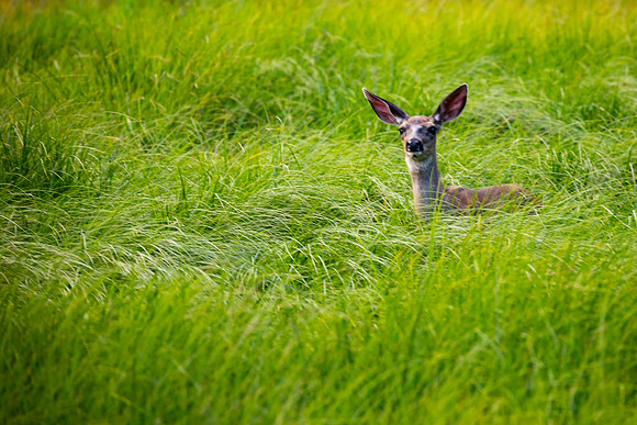 Cook's Meadow Doe