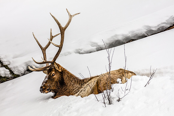 Elk, Bedded-Down Profile, West Yellowstone