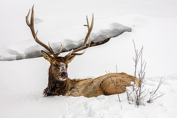 Elk, Bedded-Down Head-on, West Yellowstone