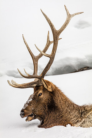 Elk, Headshoot Profile, West Yellowstone
