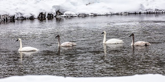 Trumpter Swans on Madison River, West Yellowstone