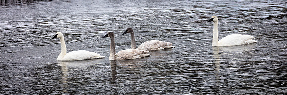 Trumpter Swans, Adults and Cygnets, Madison River, West Yellowst