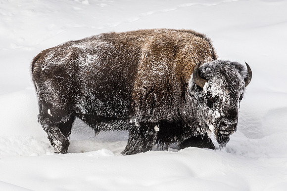 Madison River Bison, West Yellowstone