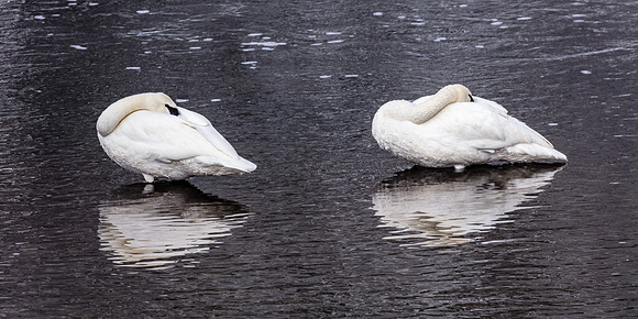Sleeping Swans, Madison River, West Yellowstone