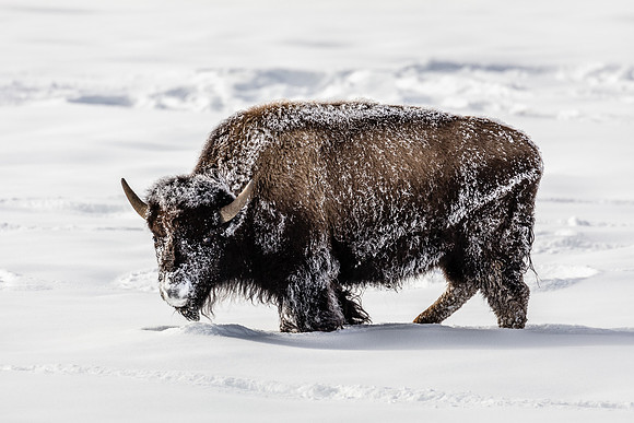 Yound Bull, Upper Geyser Basin, Yellowstone NP