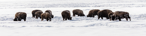 West Yelloestone Bison Herd