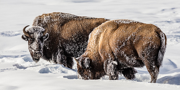 Bison Pair, West Wellowstone