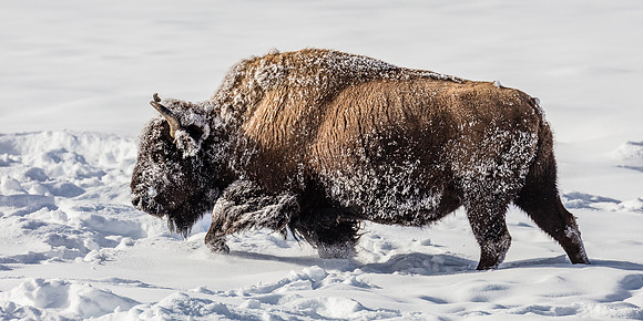 Charging Bull, Upper Geyser Basin, Yellowstone NP