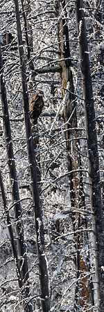 Juvenile Eagle on Firehole River, Yellowstone NP