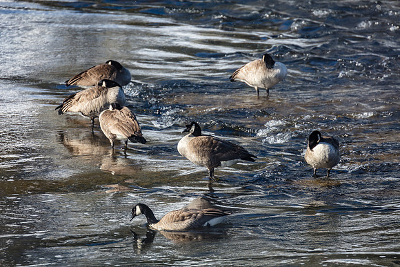 Canadian Geese, Madison River, West Yellowstone