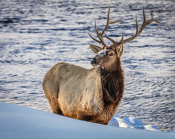 Bull Elk at Madison River Edge, West Yellowstone