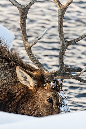 Bull Elk Feeding along Madison River, West Yellowstone