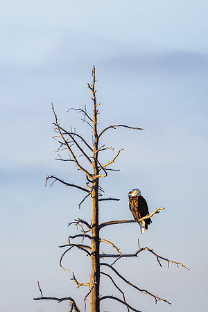 Bald Eagle, Madison RIver, West Yellowstone