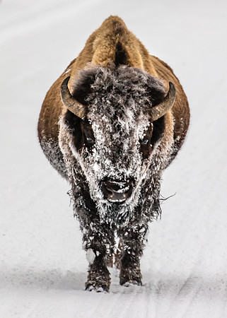 Road Warrior, West Yellowstone