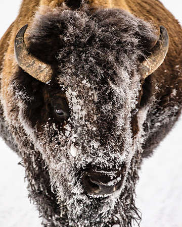 Bull Head, West Yellowstone