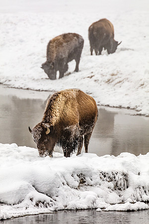 Bison at Midway Geyser Basin, Yellowstone NP