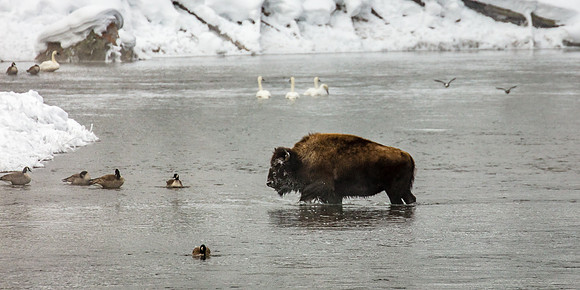 Bull and Birds, Madison River, West Yellowstone
