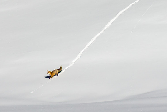 Red Fox Trail, Lamar Valley, Yellowstone NP