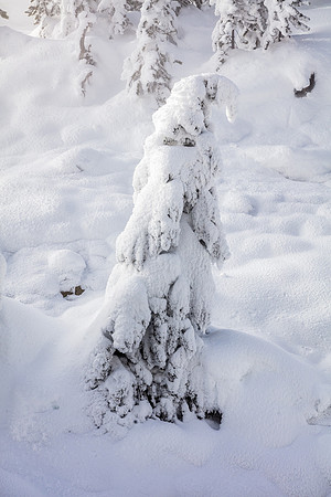 Frozen, Norris Geyser Basin, Yellowstone NP
