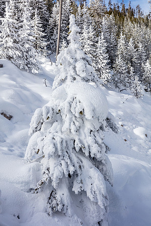 Ghost Tree, Norris Geyser Basin, Yellowstone NP