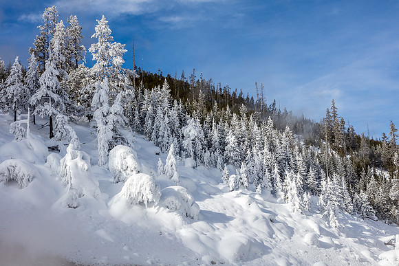 Frozen Landscape, Norris Geyser Basin, Yellowstone NP