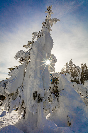 Ghost Tree Starburst, Norris Geyser Basin, Yellowstone NP