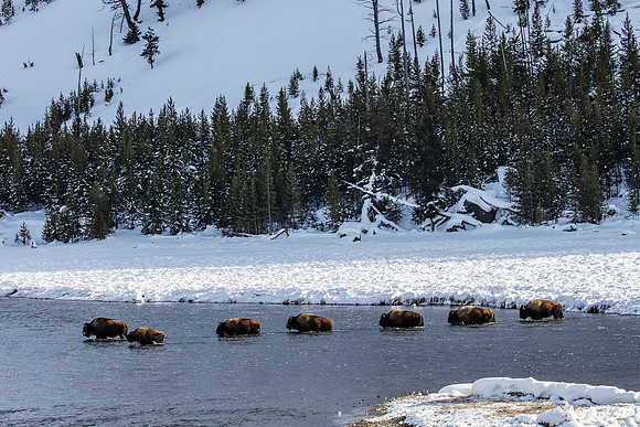 Bison Crossing, Madison River, West Yellowstone