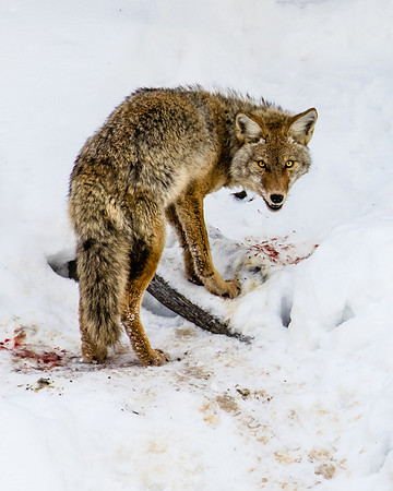 Madison River Coyote, West Yellowstone