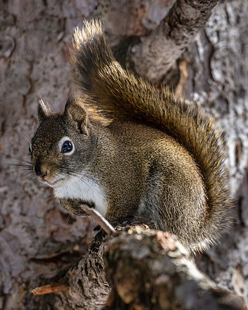 Red Squirrel, Northeast Yellowstone