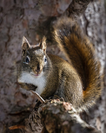 Red Squirrel Watching, Northeast Yellowstone