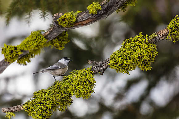 Chichadee and Stag-horn Moss, Northeast Yellowstone