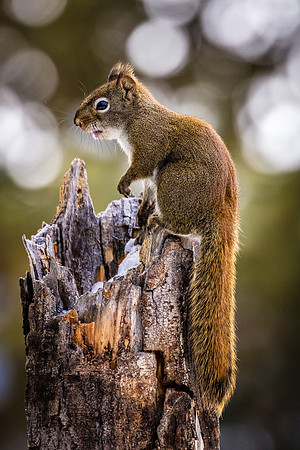 Red Squirrel Perched on Busted Log, Northeast Yellowstone