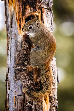 Red Squirrel Checking-out Hole, Northeast Yellowstone