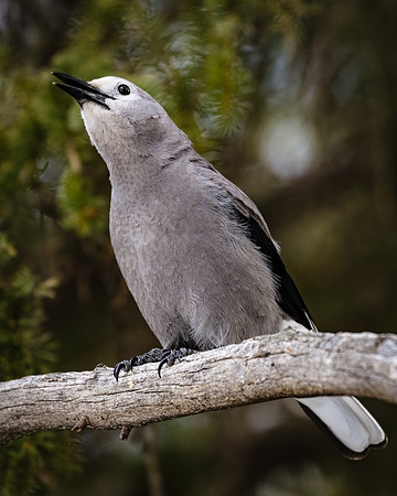 Clark's Nutcracker, Northeast Yellowstone